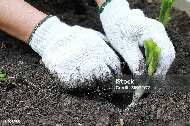 Little Organicbiopermacu Lture Garden Stock Photo - Download Image Now - Agriculture, Can, Day