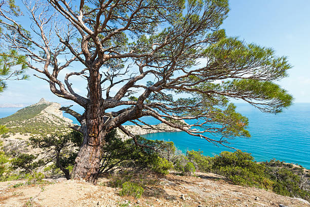 istock Coastline of Novyj Svit summer view (Crimea, Ukraine) 461909385