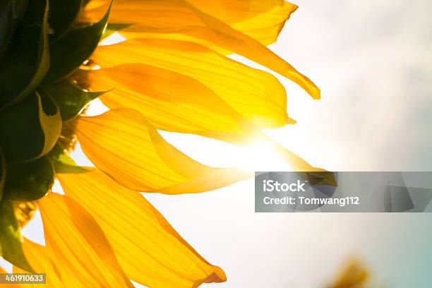 Close Up Sunflower With Sunlight Stock Photo - Download Image Now - Beauty In Nature, Close-up, Extreme Close-Up