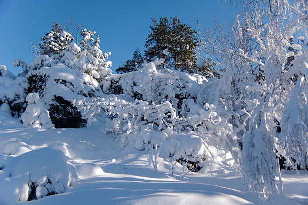 Winter stock photo