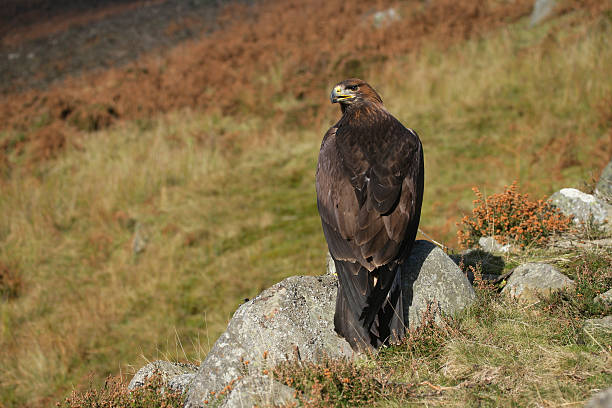 istock Golden eagle, Aquila chrysaetos 461914255