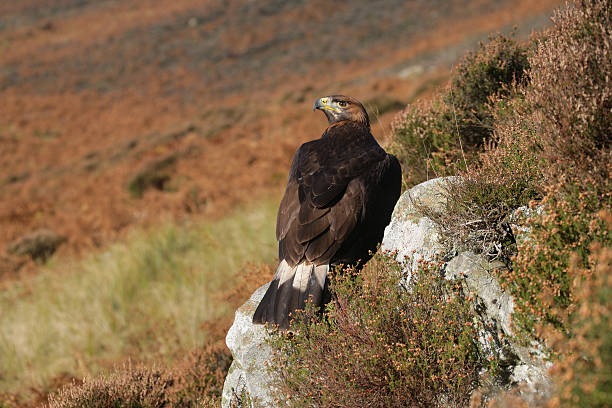 istock Golden eagle, Aquila chrysaetos 461914261
