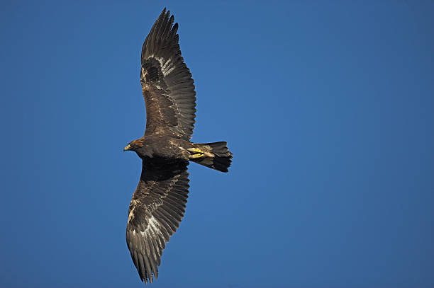 águila real, aquila chrysaetos - aguila real fotografías e imágenes de stock