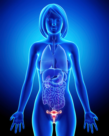 Female bladder anatomy in blue x-ray loop