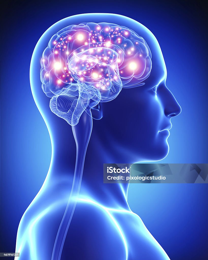 male active brain 3d art illustration of male active brain Human Nervous System Stock Photo