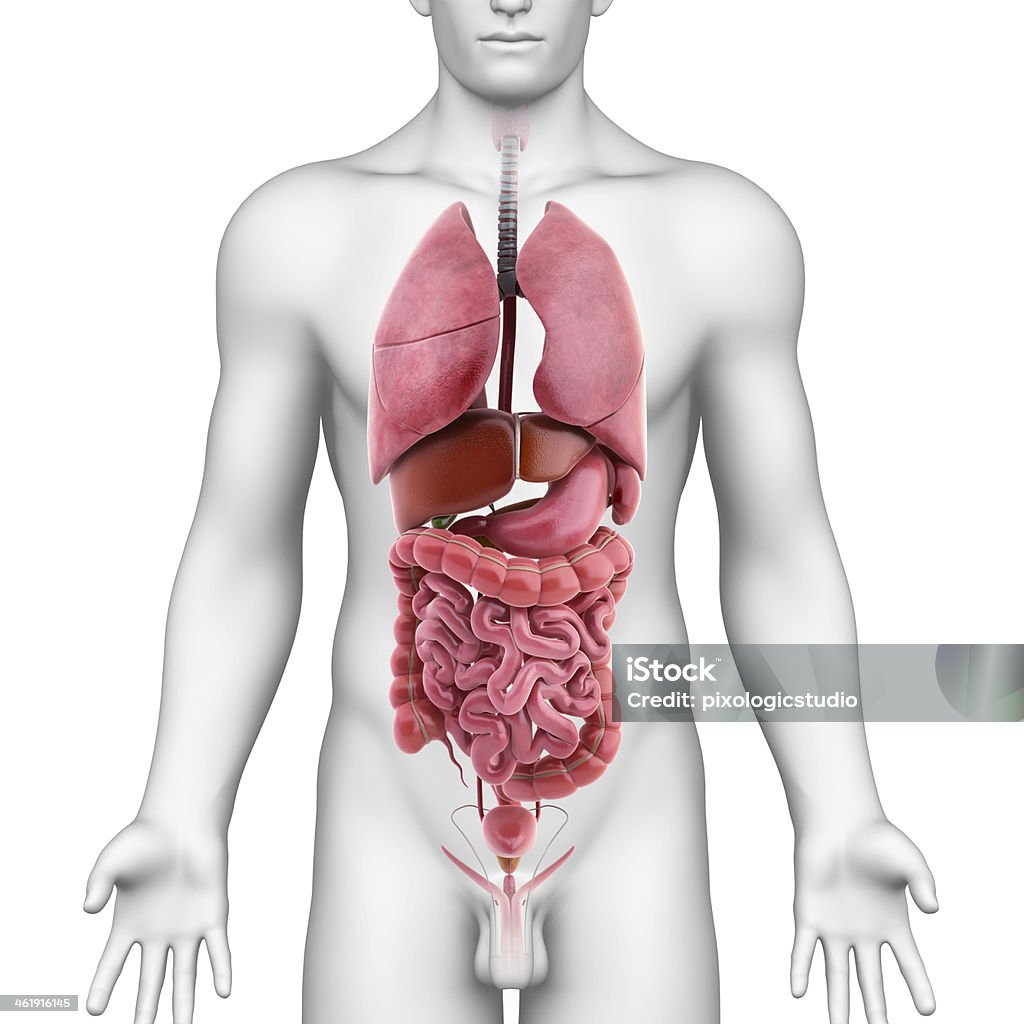 internal organs of male 3d illustration of all internal organs of male body Black Background Stock Photo