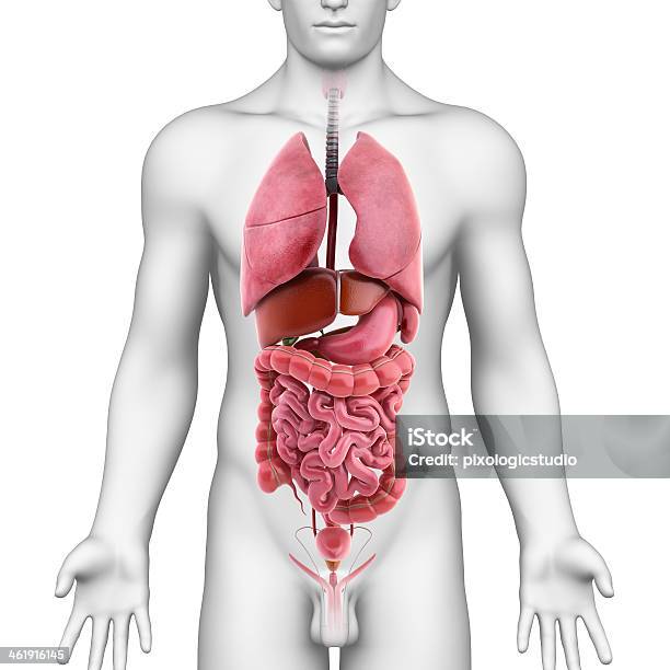 Internal Organs Of Male Stock Photo - Download Image Now - Black Background, Kidney - Offal, Men