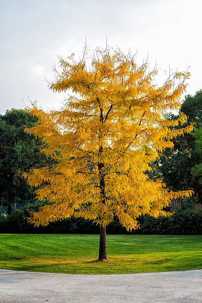 istock City Park in Autumn 461916195