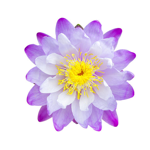 istock Purple lotus flower isolated. 461917159