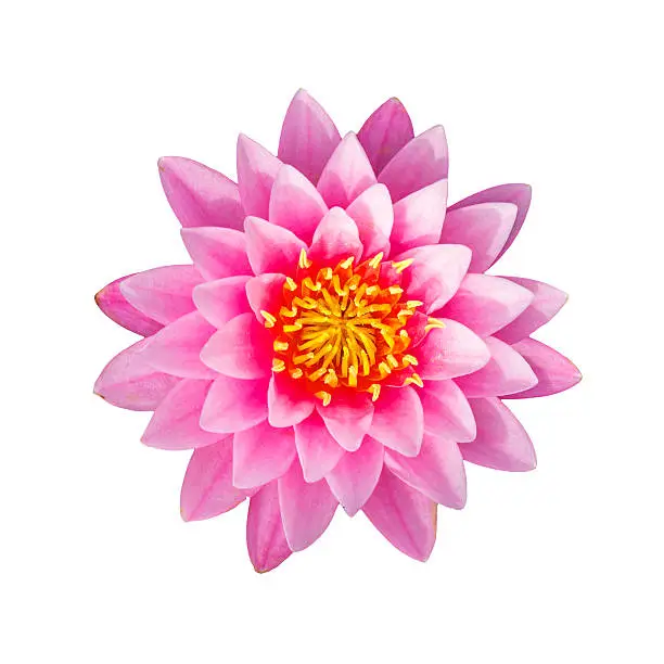 Pink waterlily or lotus flower isolated on white background, with clipping path.