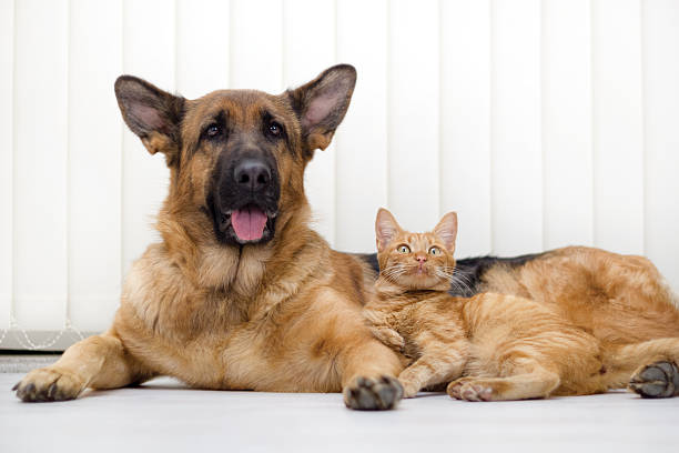 istock cat and dog together 461917197