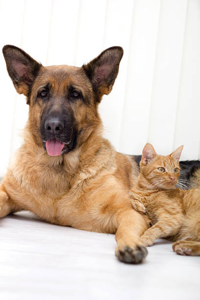 istock Cat and dog together 461917203