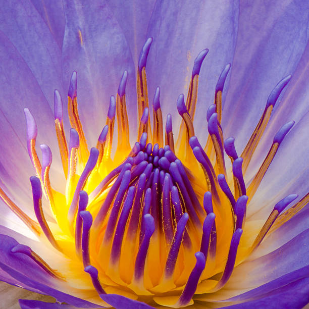 istock The close-up pollen and petals 461917207