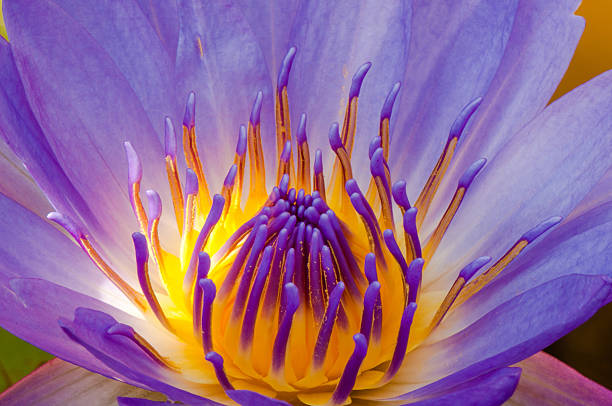 istock The close-up pollen and petals 461917219