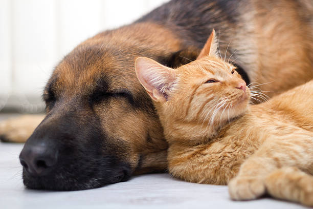 istock cat and dog sleeping togheter 461917223