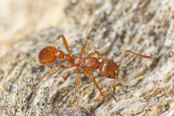 istock Ant on wood, extreme close-up with high magnification 461917519