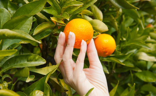 Taking a tangerine