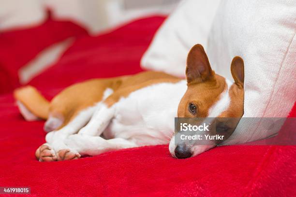 Cansado Basenji Perro Tener Descanso Foto de stock y más banco de imágenes de Edredón - Edredón, Perro, Sofá