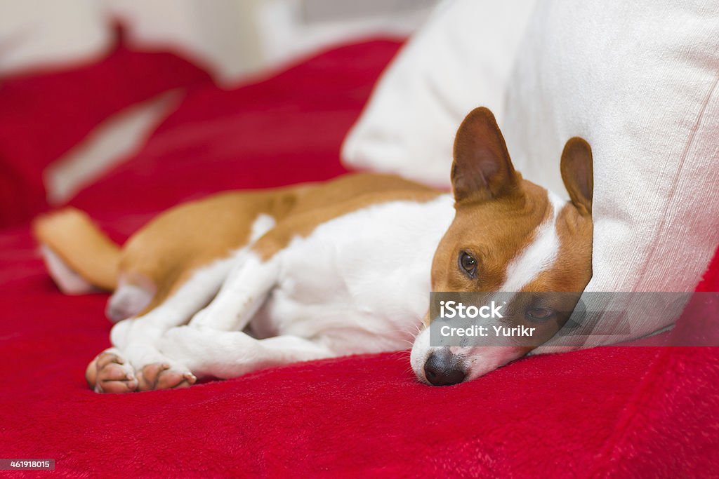 Stanco basenji cane avendo riposo - Foto stock royalty-free di Cane