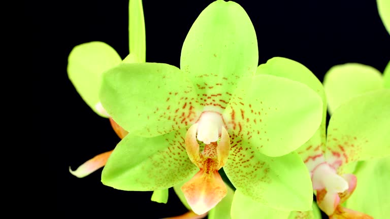 Orchid Phalaenopsis  blooming  HD