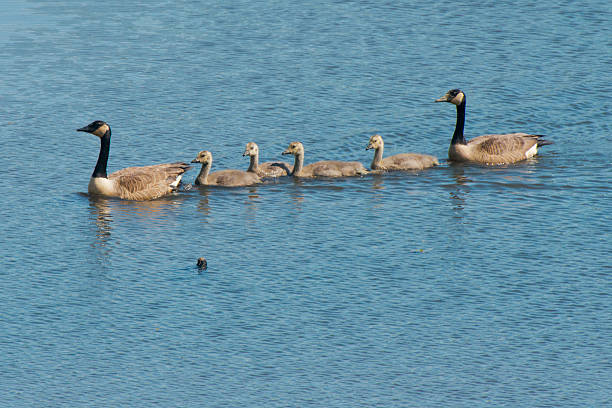 istock Geese and Four Goslings 461922407