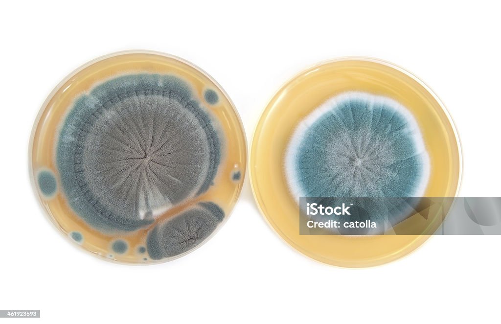 Penicillium fungos em ágar Placa - Royalty-free Amarelo Foto de stock