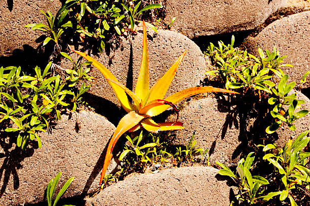 Aloe Plant Growing From Gap In Linker Brick Retaining Wall small aloe plant growing from gap in linker brick retaining wall linker stock pictures, royalty-free photos & images