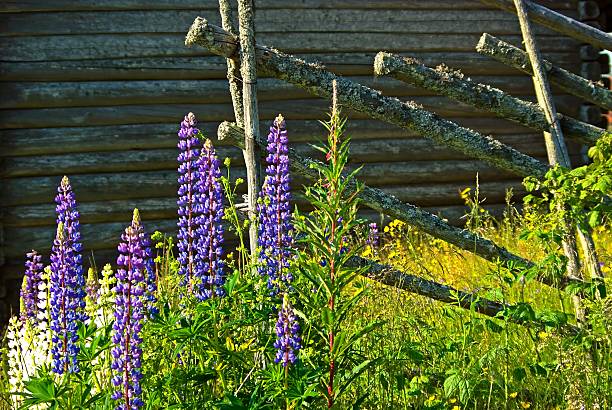 Photo of Fence and flowers
