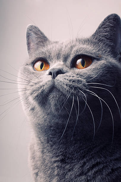 istock gray shorthair British cat with bright yellow eyes 461924417