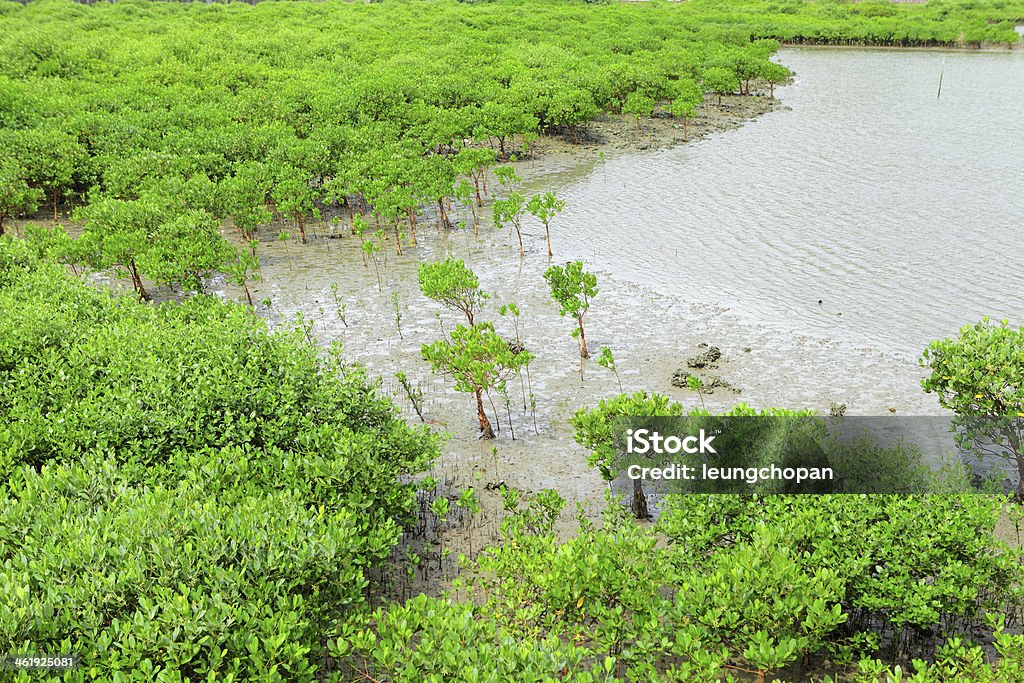 Mangroves rouge - Photo de Affluence libre de droits