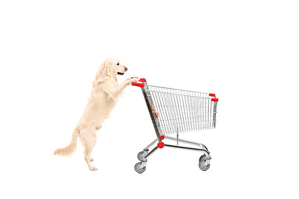istock Cute dog pushing an empty shopping cart 461925499