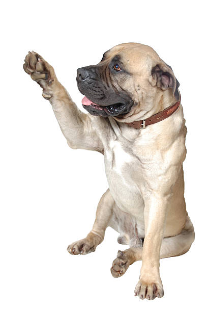 istock Dog Is  Large Breed. Photography Studio On White Background. 461926267