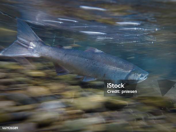 Photo libre de droit de Saumon Sauvage De La Piscine En Amont De Fonds De Frai En Été Alaska banque d'images et plus d'images libres de droit de Activité de loisirs