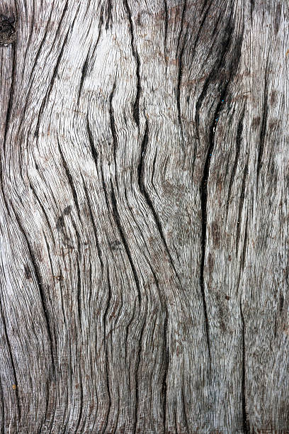 wood texture. Abstract background stock photo