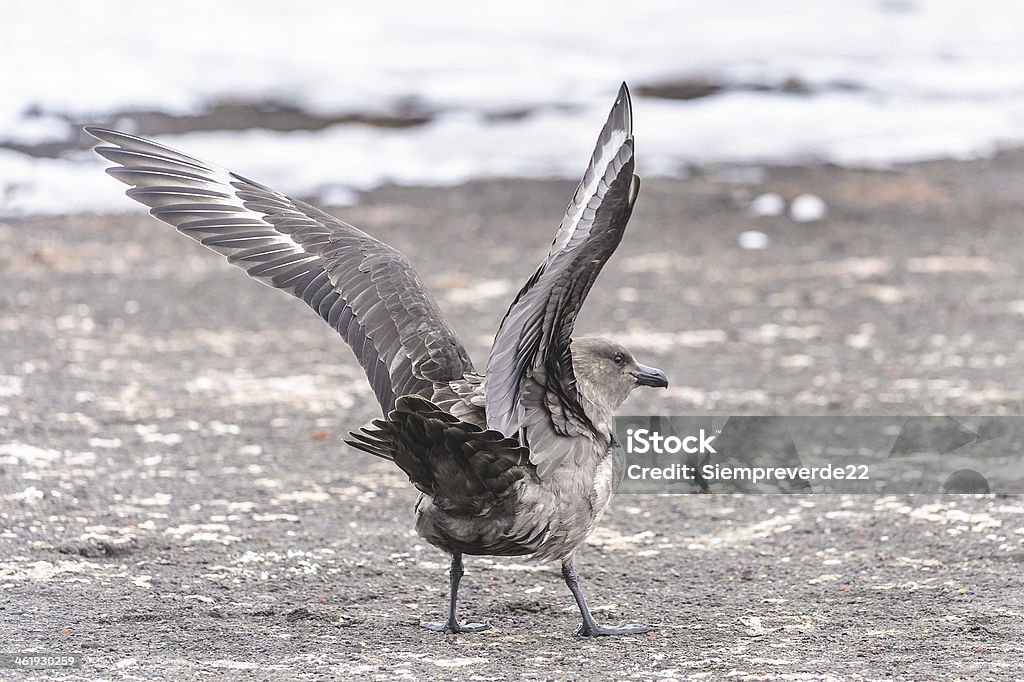 Uccelli di SouthPole - Foto stock royalty-free di Albatro