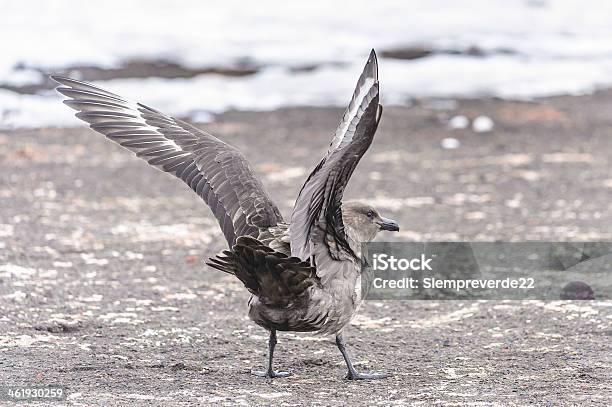 Uccelli Di Southpole - Fotografie stock e altre immagini di Albatro - Albatro, Albatro dai sopraccigli neri, Ambientazione esterna