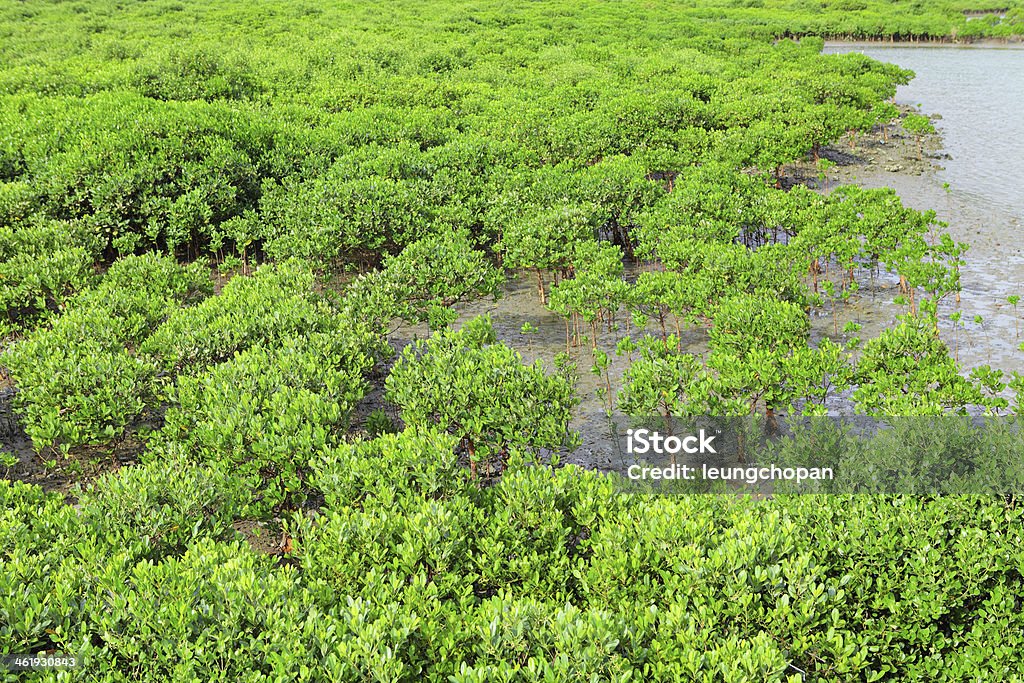 Roten Mangroven - Lizenzfrei Ast - Pflanzenbestandteil Stock-Foto