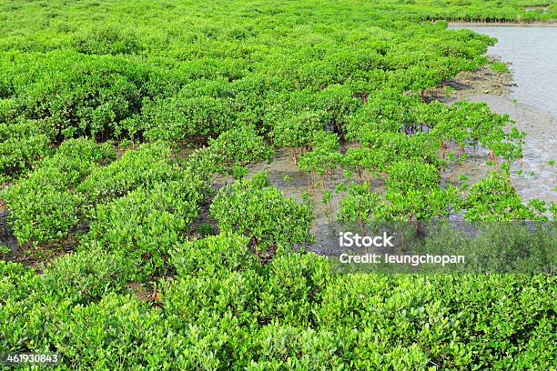 Roten Mangroven Stockfoto und mehr Bilder von Ast - Pflanzenbestandteil - Ast - Pflanzenbestandteil, Baum, Beengt