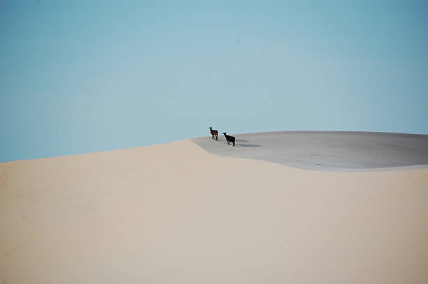 goat in white desert - white desert stock-fotos und bilder