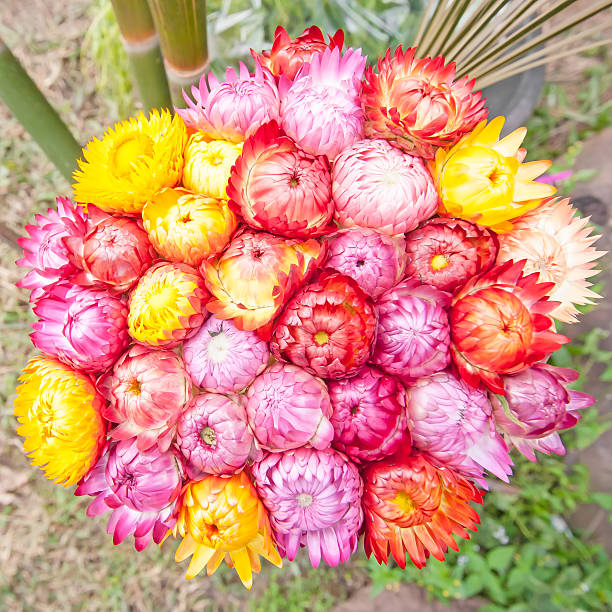 istock Dry straw flower or everlasting 461932803