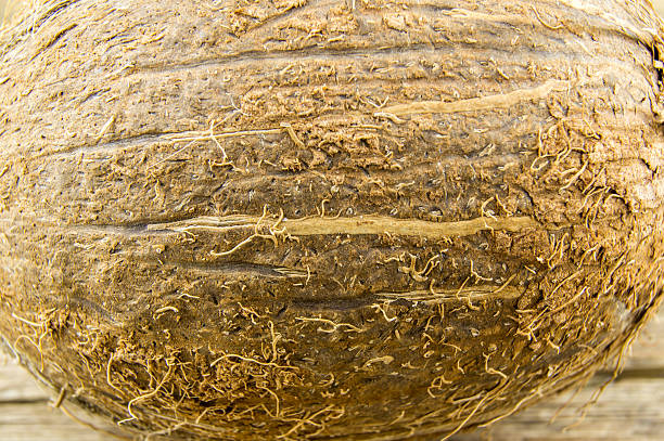 coconut on wooden background