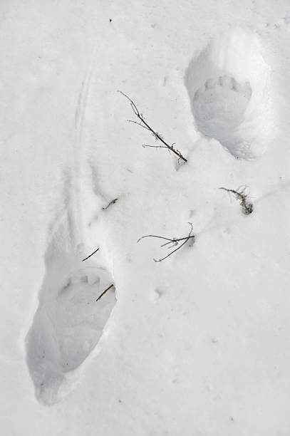 istock Big bear paw prints in snow 461933681