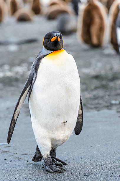 istock Penguins of South Georgia 461933717