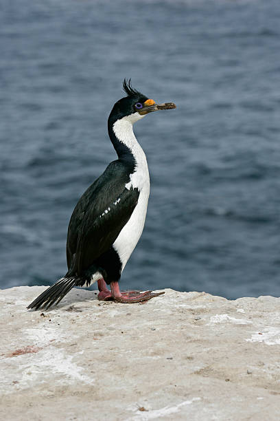 istock King cormorant, Phalacrocorax atriceps albiventer 461934145