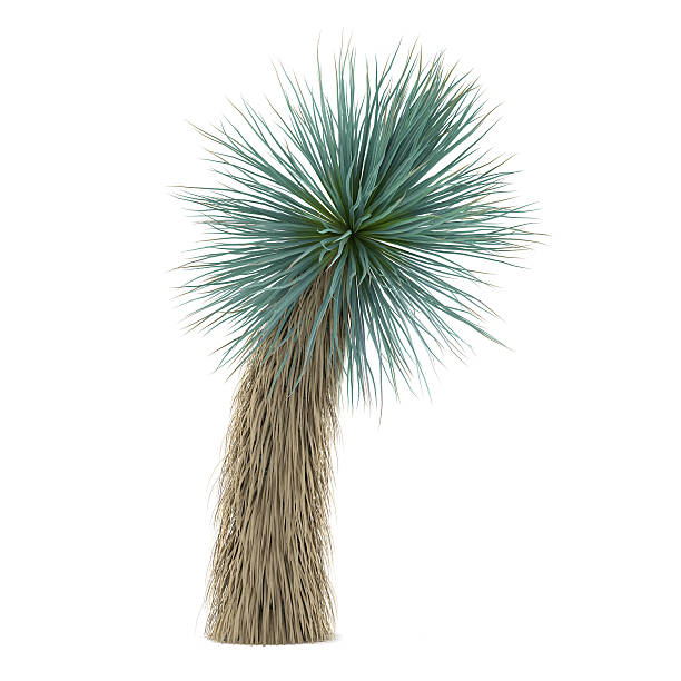 istock Palm plant tree isolated. Yucca Elat 461935259