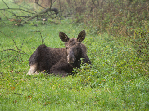 New-born Eurasian elk or moose, the largest species within the deer family