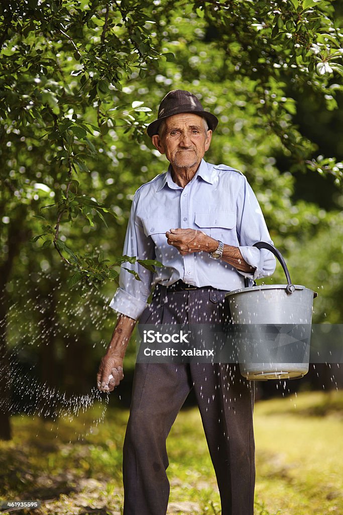 Stary Rolnik fertilizing w orchard - Zbiór zdjęć royalty-free (Aktywni seniorzy)