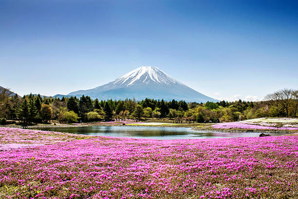 berg fuji - berg fudschijama stock-fotos und bilder