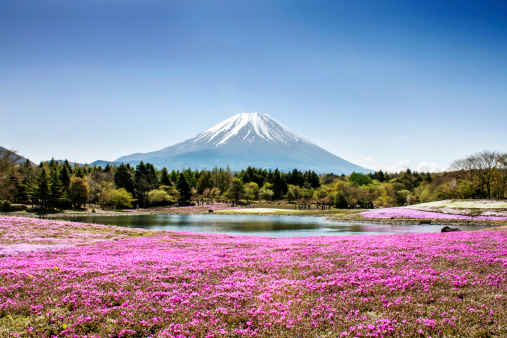 Fuji mountain and pink moss phlox