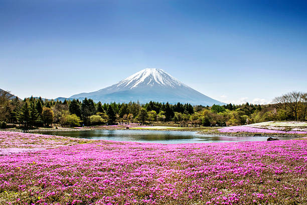 Field of flowers by a lake overlooking Fuji Mountain Fuji mountain and pink moss phlox mt. fuji photos stock pictures, royalty-free photos & images